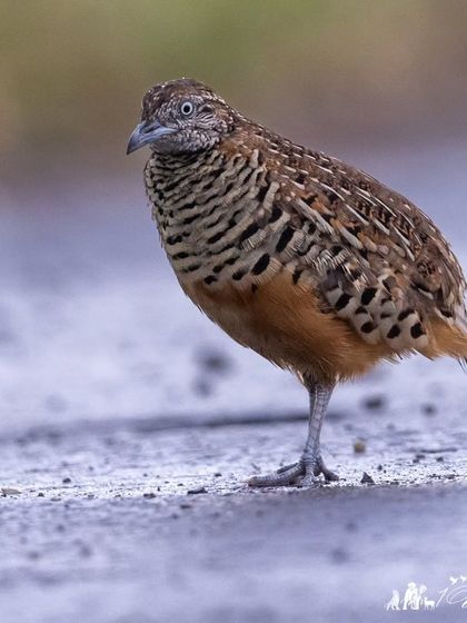 The Barred Buttonquail, a small, quail-like bird that is actually more closely related to gulls and waders.
