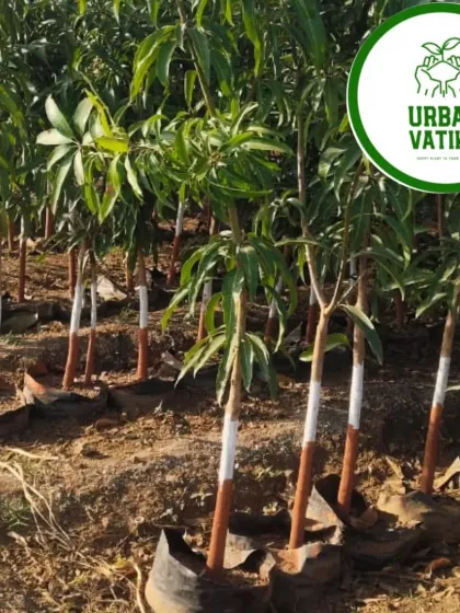 A nursery row of young mango plants.