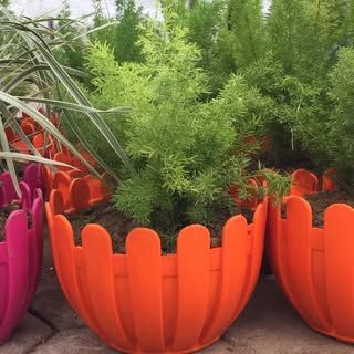 Partap Nursery