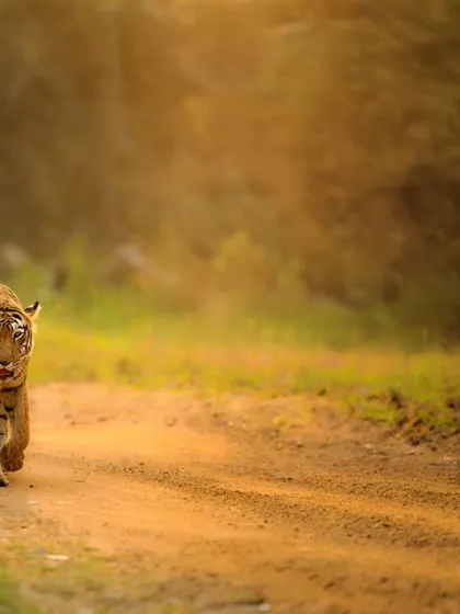 A tiger walking along a dirt road, backlit by the golden evening sun. The light creates a beautiful rim effect around its body, highlighting its form against the dusty background. This shot shows the interplay between the animal and its environment.