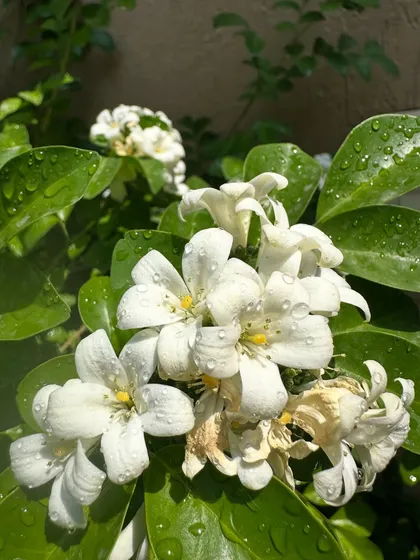 The morning sun on these Madukamini flowers. Their sweet fragrance can fill a room, making them a wonderful addition to any home garden or balcony.