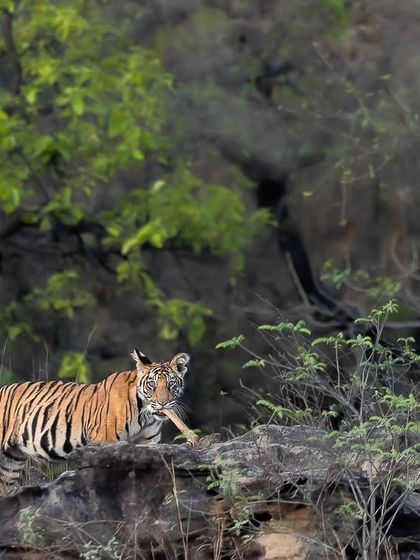 Tigers of India's Jungles photo 19