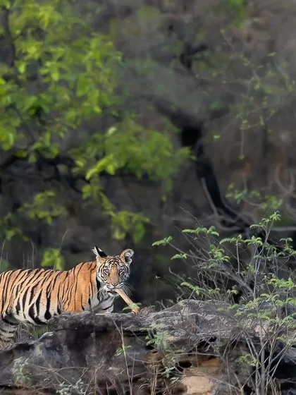 A tiger on the move, framed by the vibrant green foliage of the Bandhavgarh jungle.