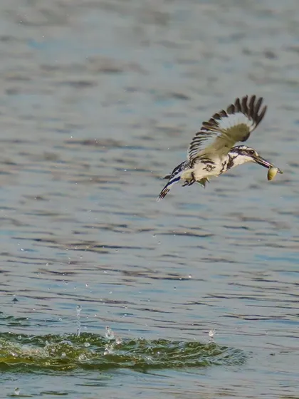 A Pied Kingfisher emerges victorious, water droplets scattering as it takes flight with its catch. This action shot, frozen in time, is a testament to patience and makes for a dynamic wall art piece.