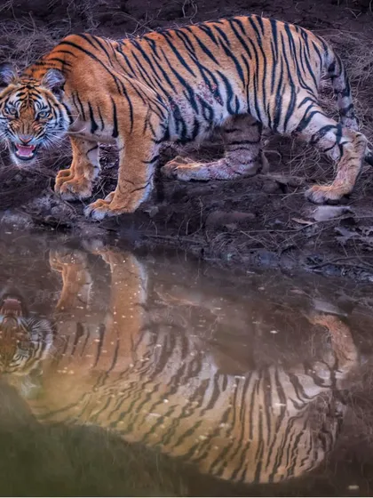 A tiger pauses for a drink at dusk in Satpura Tiger Reserve, its powerful form perfectly mirrored in the still water. This image, capturing a fleeting moment of quiet intensity, is one of my most requested fine art prints.