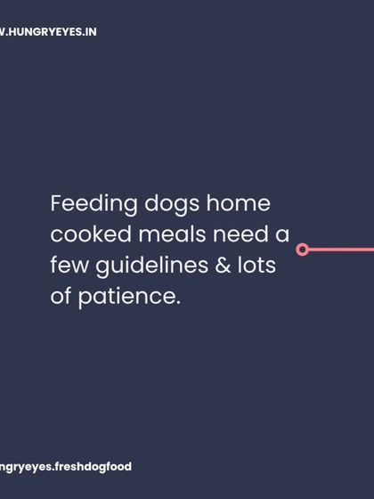 Hungry Eyes - Natural Pet Treats & Chews Pet Parent Guides & Tips photo 11