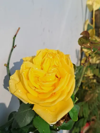 Bhardwaj - Urban Gardening Consultation A Riot of Colorful Flowers photo 85