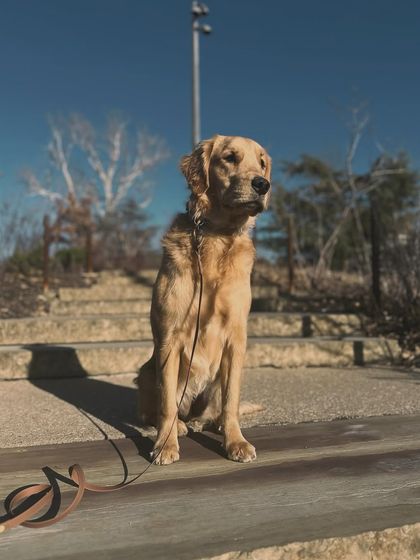 Tulsa Dog Trainer - Immersive Board & Train Programs Board & Train Graduates photo 8