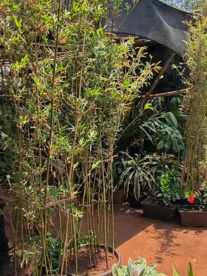 Bamboo plants that create a vibe. They are a beautiful addition that can enhance your space, create natural screens, and provide shade for other plants.