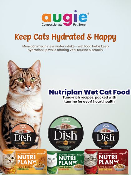 Augie Pets - Pet Supplies For Our Feline Friends: Premium Cat Nutrition photo 13