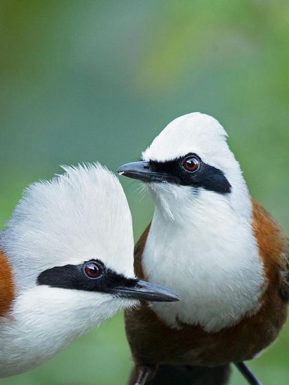 A close-up of two White-crested Laughingthrushes, showcasing their striking white heads and social nature.