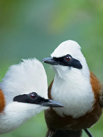 A duplicate of image 154, the interaction between the two laughingthrushes creates a sense of connection and communication.