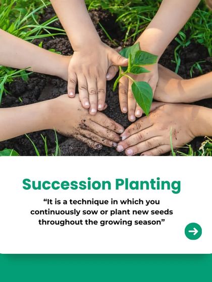 Succession planting is a smart technique for small vegetable gardens. It involves planting new seeds continuously throughout the season, ensuring you have a steady and long-lasting harvest from your compact space.