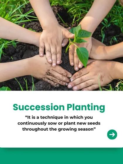 Succession planting is a smart technique for small vegetable gardens. It involves planting new seeds continuously throughout the season, ensuring you have a steady and long-lasting harvest from your compact space.