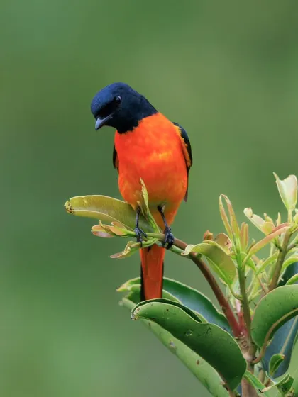 An Orange Minivet perched on a fresh green sapling. The fiery orange of the male contrasts beautifully with the lush foliage of the Western Ghats.