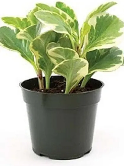 The Variegated Peperomia, with its attractive cream and green leaves, is another excellent option from our affordable plant selection. It's a compact plant perfect for small spaces.