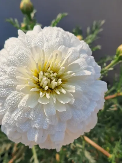 Bhardwaj - Urban Gardening Consultation A Riot of Colorful Flowers photo 122