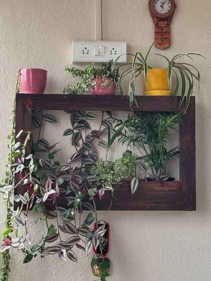 Another view of the teak plant frame, showing how it can be styled with plants both inside and on top. The trailing Wandering Jew adds a beautiful cascade of color.
