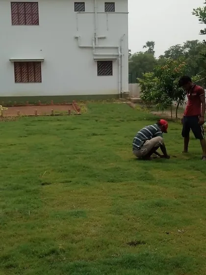Our team laying down patches of natural carpet grass. This method helps establish a new lawn quickly and effectively.