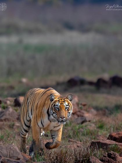 Tigers of India's Jungles photo 48