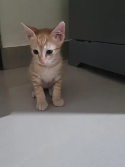 Bellie, the other 2-month-old ginger kitten, looking a little shy. They are both waiting for a family to love them.