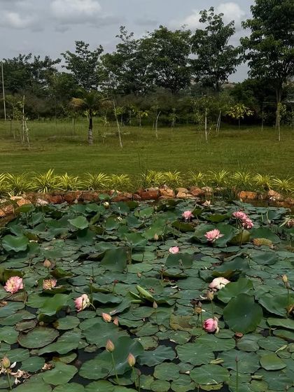 Another view of the lotus pond, showing the abundance of blooms. We see each flower as a symbol of the rejuvenation and reconnection that happens here.