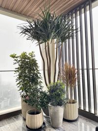 Designer Pots & Planters