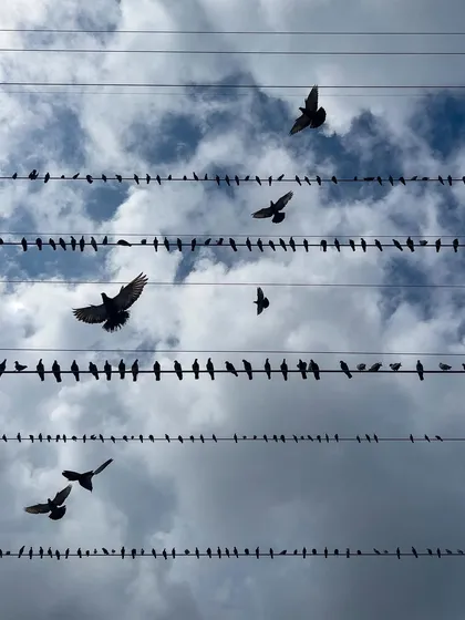 Finding art in the urban environment. This shot turns ordinary pigeons and power lines into a dynamic composition, showcasing how urban wildlife photography can reveal unexpected patterns and beauty.