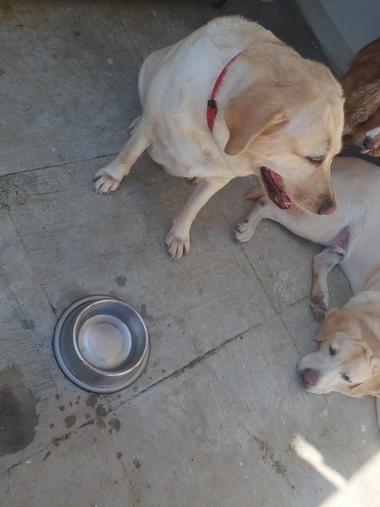 Preethi Pet Care - Pet Boarding Our Wonderful Guests photo 13