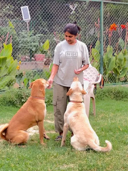 Building trust through positive reinforcement. We take the time to understand each dog's comfort level and work with them individually to ensure they feel secure.