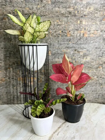 A collection of colorful plants, including a red Aglaonema and a variegated Dieffenbachia, shows how to add pops of color to your indoor garden. The black wire stand adds a modern touch.