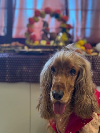 A close-up of Posto during the Janmashtami celebration, looking peaceful and content.
