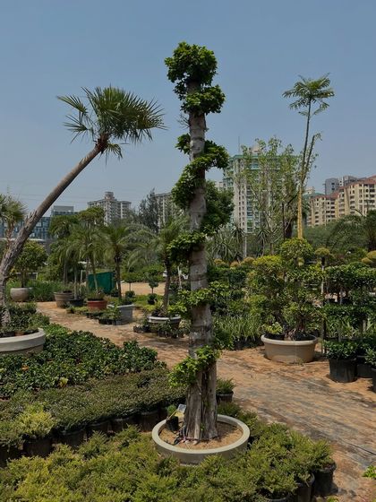 The Bonsai Collection (20+ Years Old) photo 3