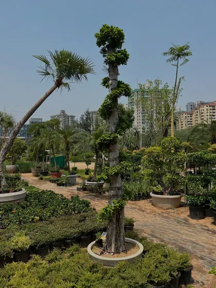 This spiral-shaped topiary is another example of our unique collection. Set against the urban backdrop, these sculpted trees bring a piece of living art to modern landscapes.
