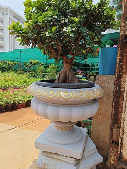 Rakshith Landscaping - Landscape Design & Installation Plant & Tree Supply photo 24