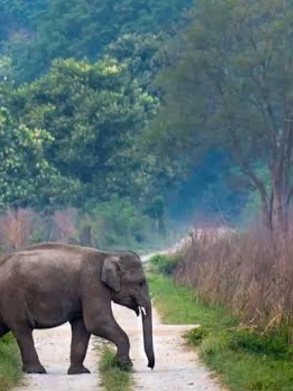 A wild elephant crosses a jungle path in Uttarakhand. Encounters like these are what make our wildlife expeditions so memorable and authentic.