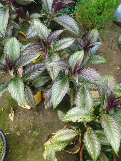 A Persian Shield (Strobilanthes dyeriana) plant. Its leaves have an amazing iridescent purple sheen.