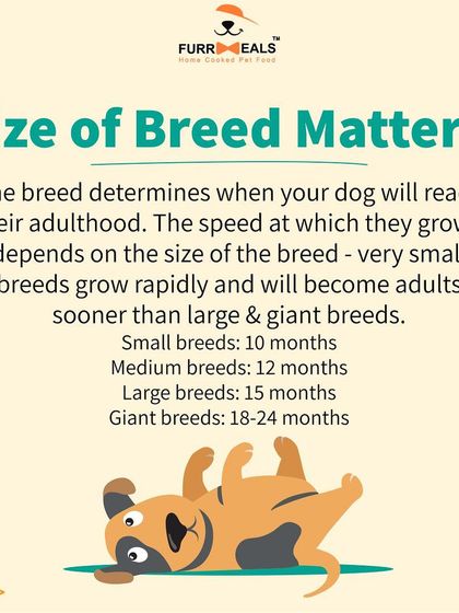 When should you switch from puppy to adult dog food? This guide explains how breed size, neutering, and growth stages affect the timing, ensuring your dog gets the right nutrition at the right time.