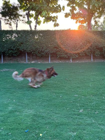 Oscar in full flight, running across the lawn at sunset.