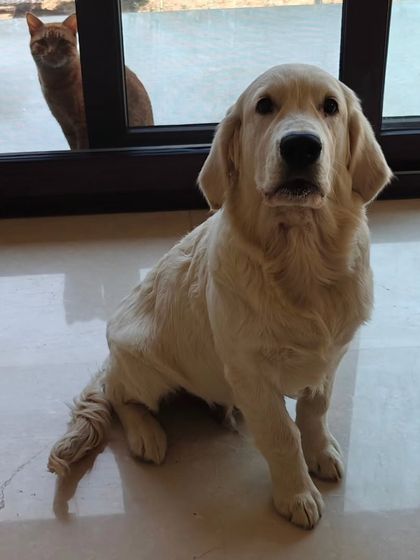 This is Snowy, a 5-month-old Golden Retriever, during his second obedience session. He's a good boy already, but his owners want to make him the best boy possible.