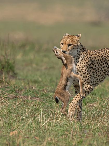 The hunt concludes. The cheetah secures its meal, a raw and powerful display of the circle of life. These are the moments that define the wild, and capturing them ethically and respectfully is paramount.