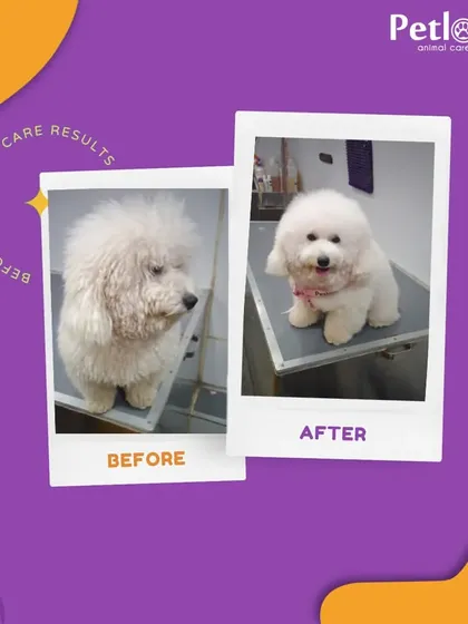Before and after pet care results. This fluffy white dog looks brighter, cleaner, and happier after their grooming session.