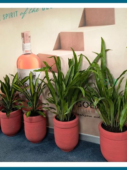 Another grouping of plants in terracotta pots, this time featuring Bird's Nest Ferns and Dracaena. This arrangement adds a welcome touch of green against a branded wall.
