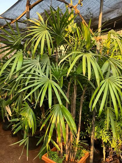 Large Statement Plants for Outdoors & Indoors photo 6