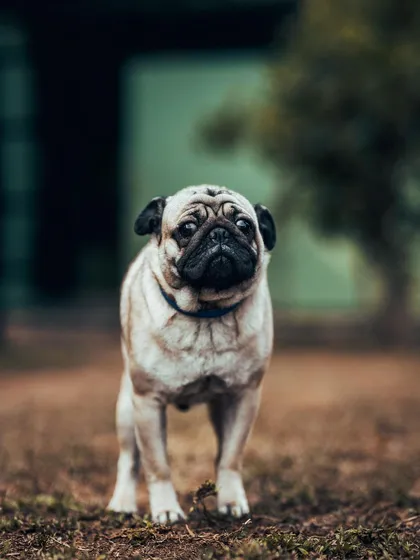 This Pug looks like he's posing for a movie poster. I love capturing the unique personalities of all the dogs who come to stay for their vacation.