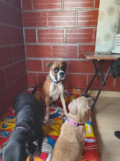 A moment of calm inside. Even in a group, dogs have space to themselves when they need it.