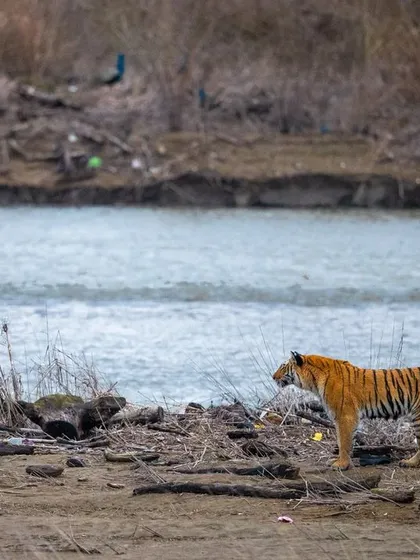 I was lucky to witness and document this entire hunting sequence at the Ramganga River in Corbett. A tigress spots her prey, dives into the river, and makes a successful kill, a raw display of instinct and power.