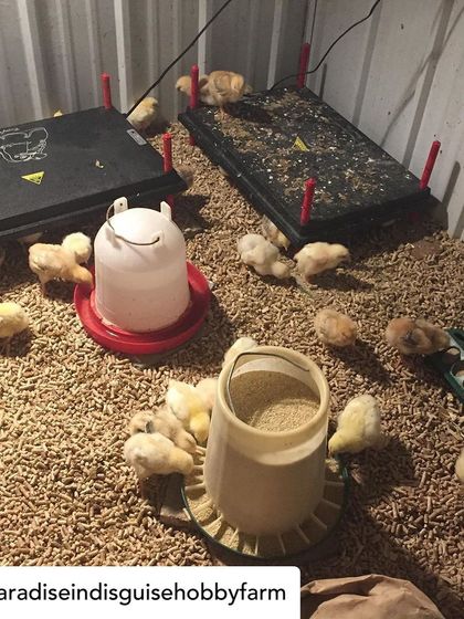This is where our meat chicks start their lives, in a warm and safe brooder. We use brooder plates to keep them warm and provide fresh food, water, and bedding.