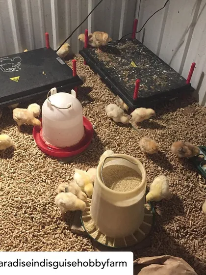 This is where our meat chicks start their lives, in a warm and safe brooder. We use brooder plates to keep them warm and provide fresh food, water, and bedding.