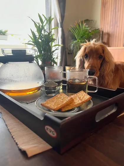 "Can I have the biscuits, please?" Posto's puppy eyes are impossible to resist during our tea time.